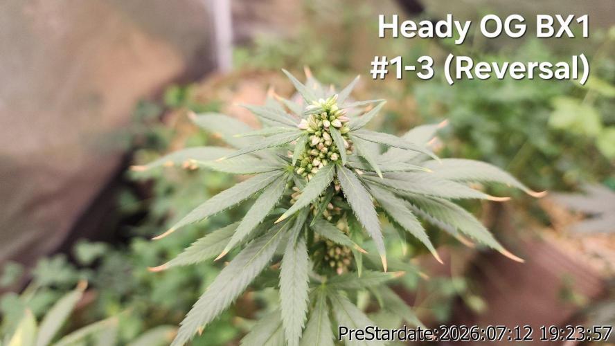 TKO x Heady OG BX1 – JLG | MDF. Week 9