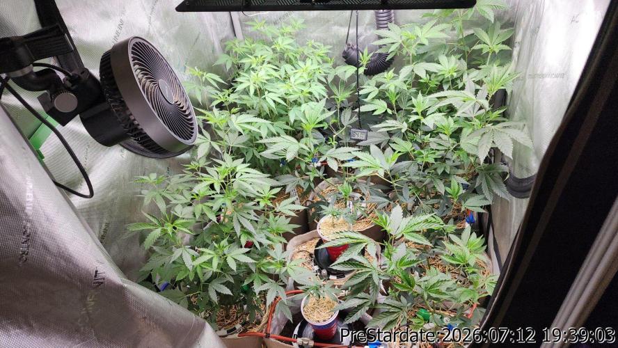 TKO x Heady OG BX1 – JLG | MDF. Week 9
