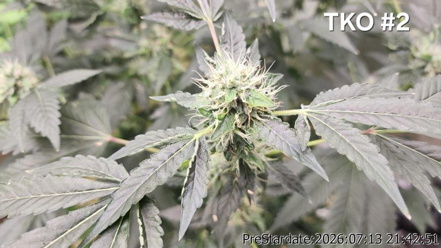 TKO x Heady OG BX1 – JLG | MDF. Week 10