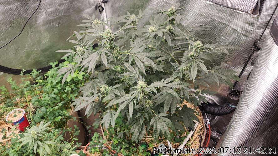 TKO x Heady OG BX1 – JLG | MDF. Week 10