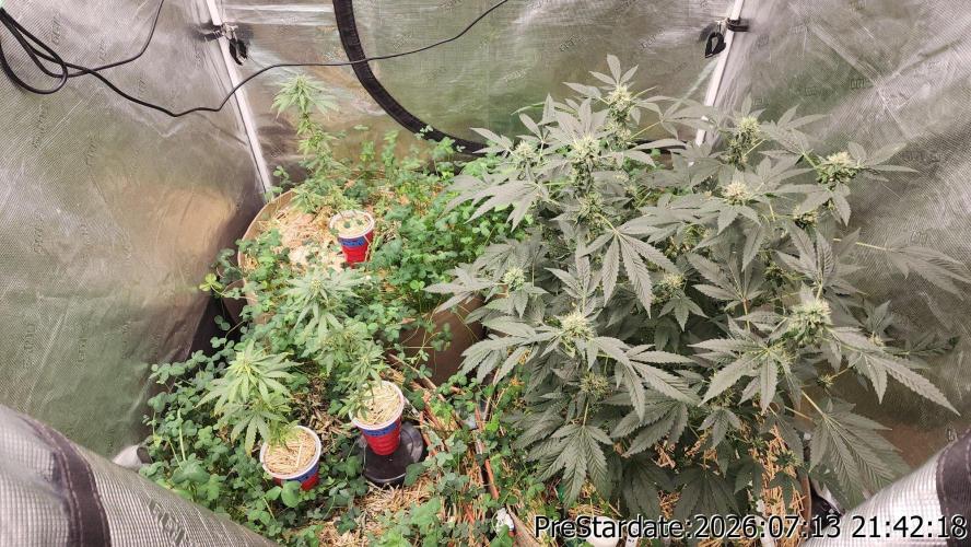 TKO x Heady OG BX1 – JLG | MDF. Week 10