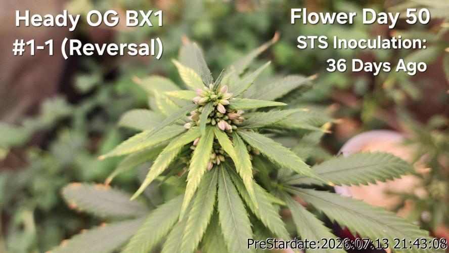 TKO x Heady OG BX1 – JLG | MDF. Week 10