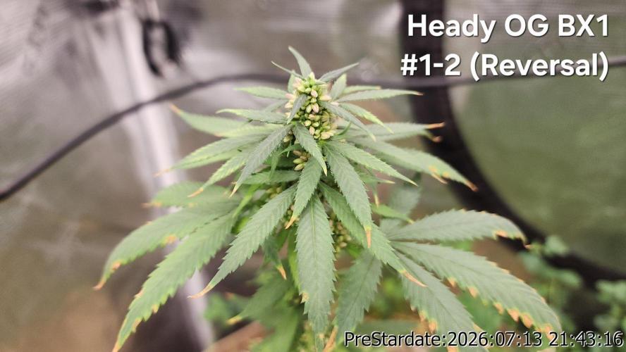TKO x Heady OG BX1 – JLG | MDF. Week 10