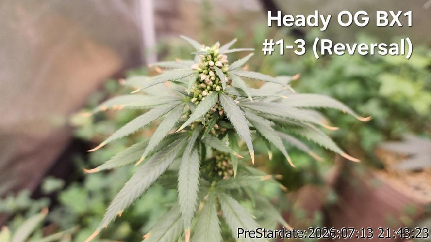 TKO x Heady OG BX1 – JLG | MDF. Week 10