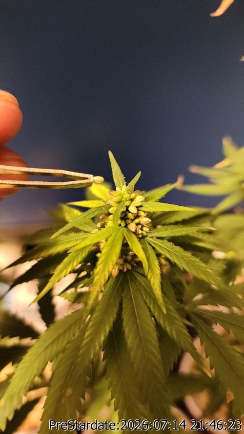TKO x Heady OG BX1 – JLG | MDF. Week 10