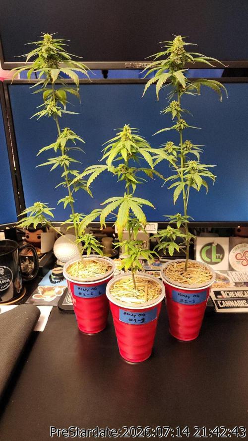TKO x Heady OG BX1 – JLG | MDF. Week 10