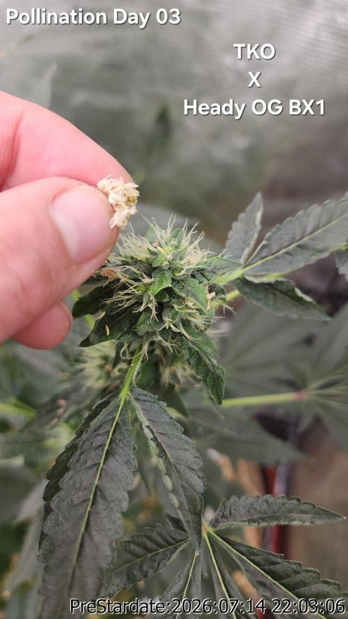 TKO x Heady OG BX1 – JLG | MDF. Week 10