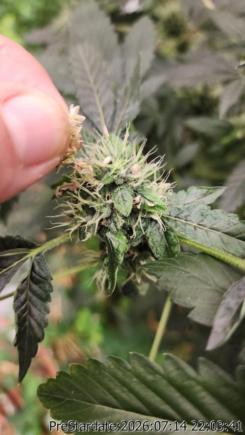 TKO x Heady OG BX1 – JLG | MDF. Week 10