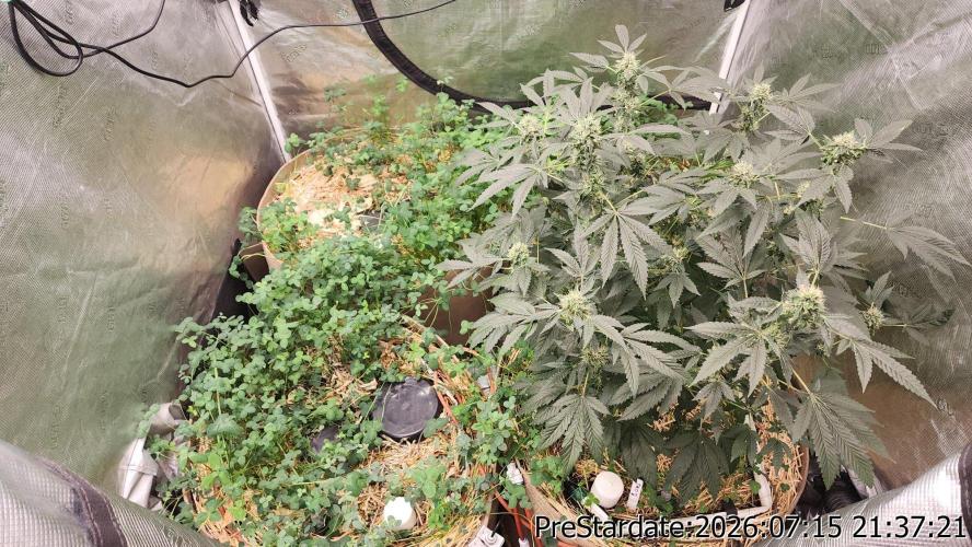 TKO x Heady OG BX1 – JLG | MDF. Week 10