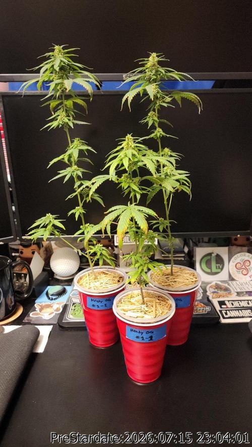 TKO x Heady OG BX1 – JLG | MDF. Week 10
