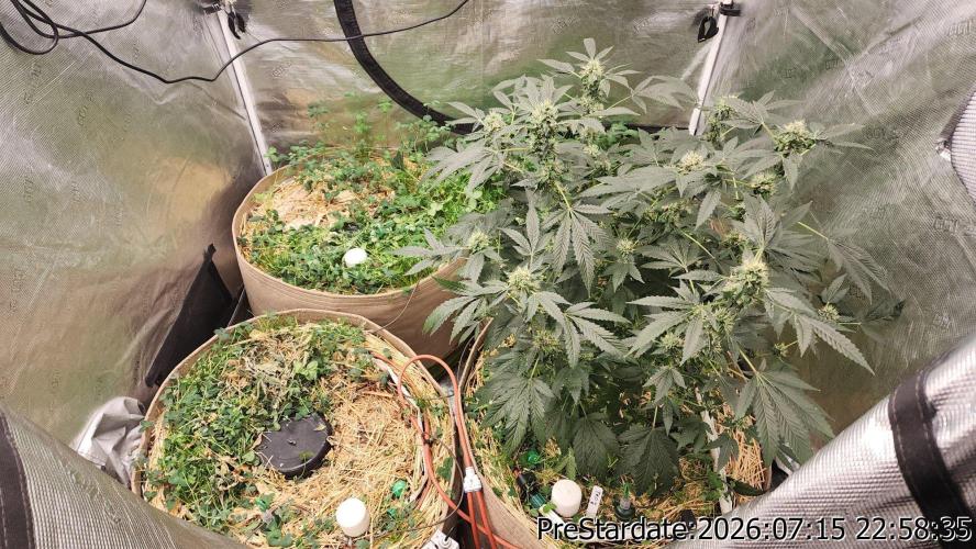 TKO x Heady OG BX1 – JLG | MDF. Week 10