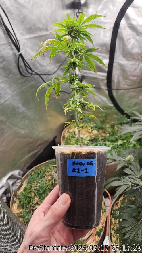 TKO x Heady OG BX1 – JLG | MDF. Week 10