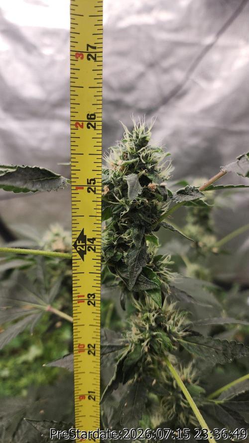 TKO x Heady OG BX1 – JLG | MDF. Week 10