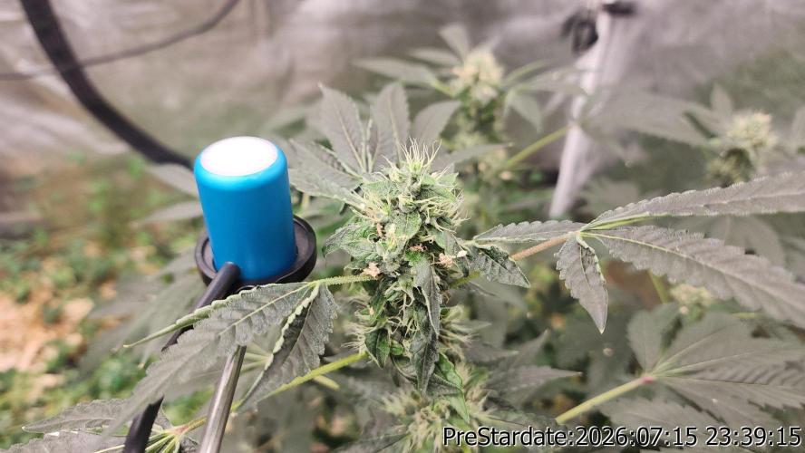 TKO x Heady OG BX1 – JLG | MDF. Week 10