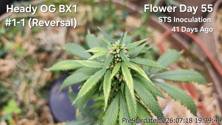 TKO x Heady OG BX1 – JLG | MDF. Week 10