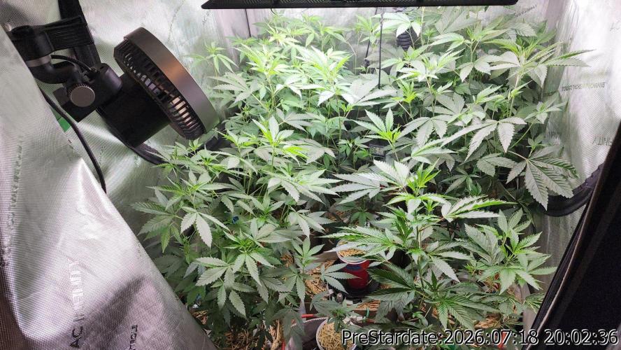 TKO x Heady OG BX1 – JLG | MDF. Week 10