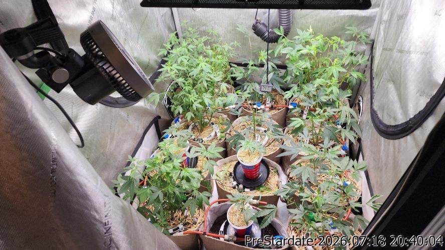 TKO x Heady OG BX1 – JLG | MDF. Week 10