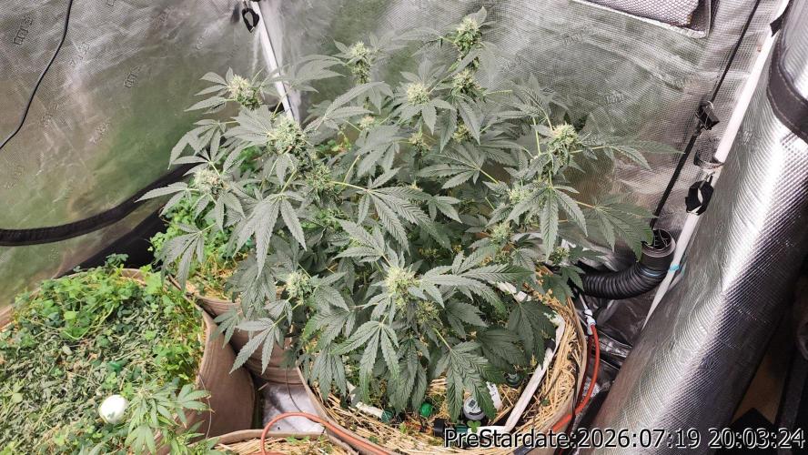TKO x Heady OG BX1 – JLG | MDF. Week 10
