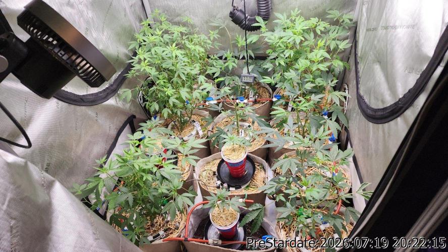 TKO x Heady OG BX1 – JLG | MDF. Week 10