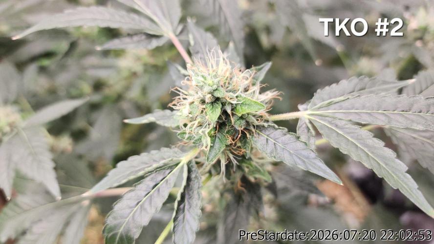 TKO x Heady OG BX1 – JLG | MDF. Week 11