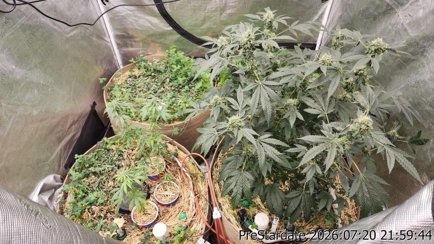 TKO x Heady OG BX1 – JLG | MDF. Week 11