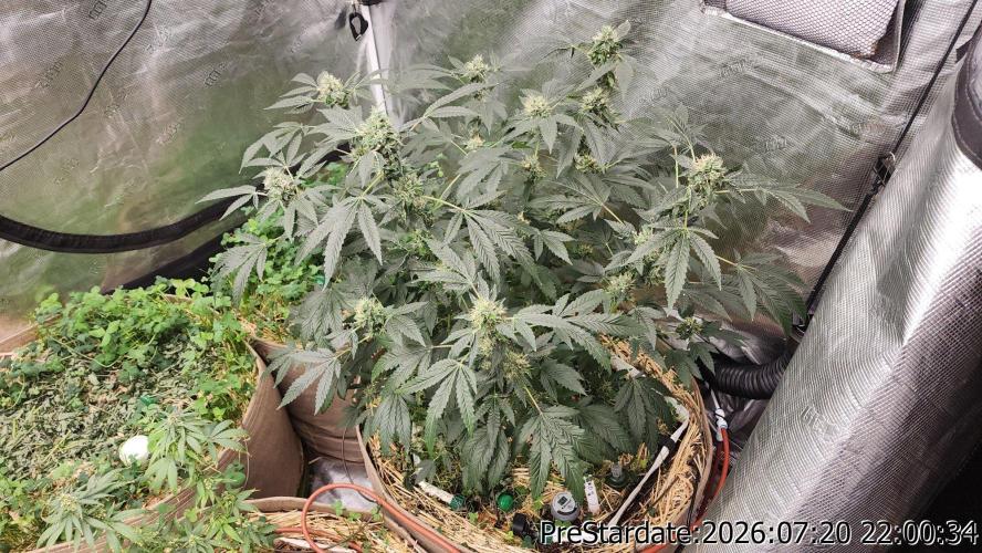 TKO x Heady OG BX1 – JLG | MDF. Week 11