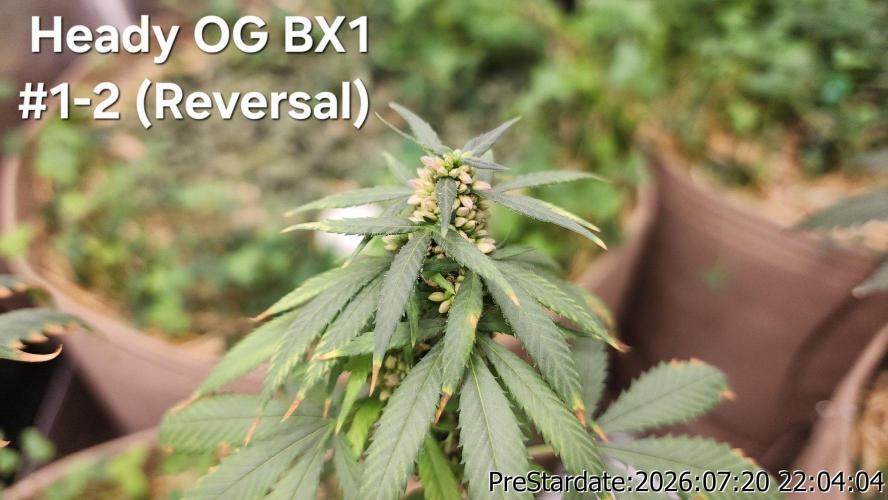 TKO x Heady OG BX1 – JLG | MDF. Week 11