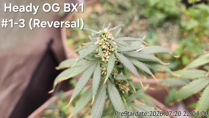 TKO x Heady OG BX1 – JLG | MDF. Week 11