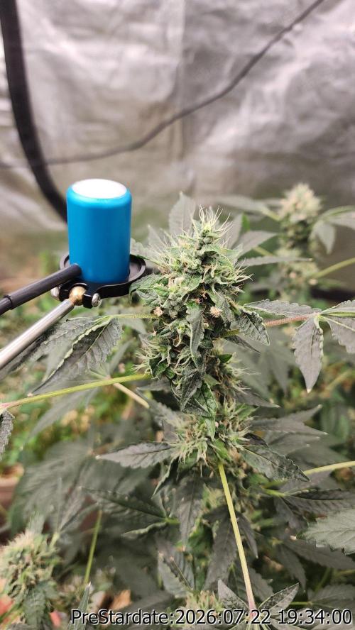 TKO x Heady OG BX1 – JLG | MDF. Week 11