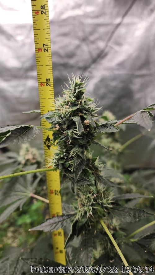 TKO x Heady OG BX1 – JLG | MDF. Week 11