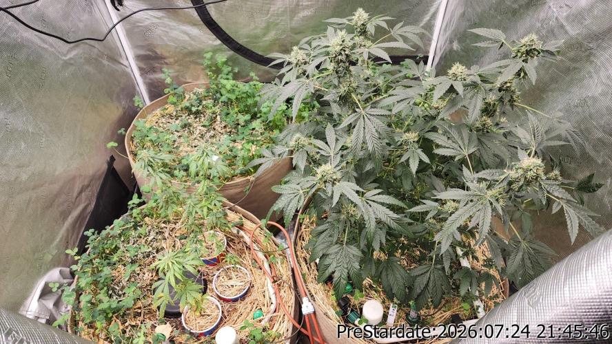 TKO x Heady OG BX1 – JLG | MDF. Week 11