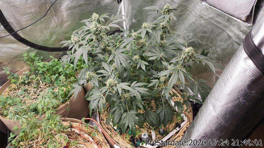 TKO x Heady OG BX1 – JLG | MDF. Week 11