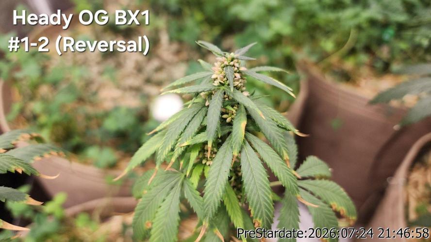 TKO x Heady OG BX1 – JLG | MDF. Week 11