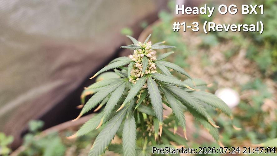 TKO x Heady OG BX1 – JLG | MDF. Week 11