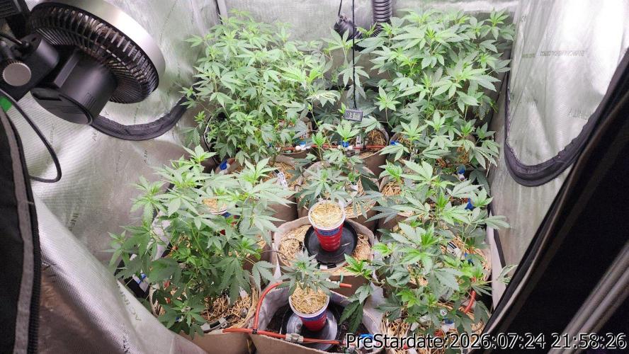 TKO x Heady OG BX1 – JLG | MDF. Week 11