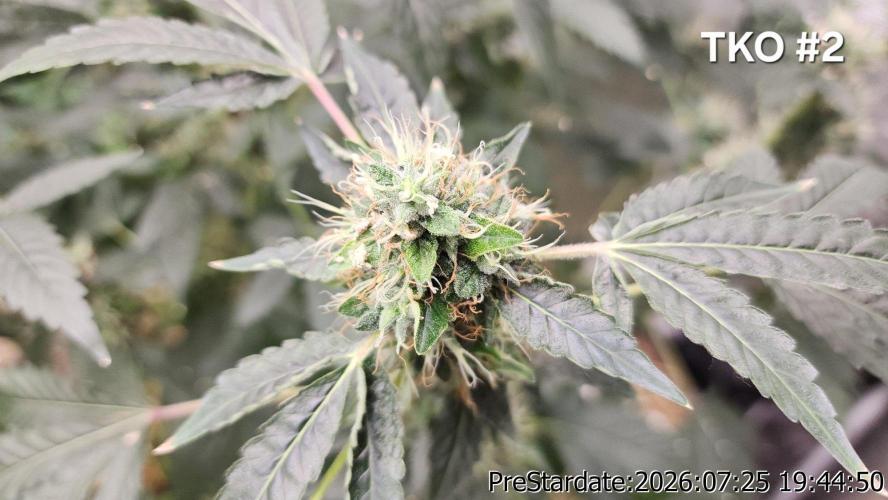TKO x Heady OG BX1 – JLG | MDF. Week 11