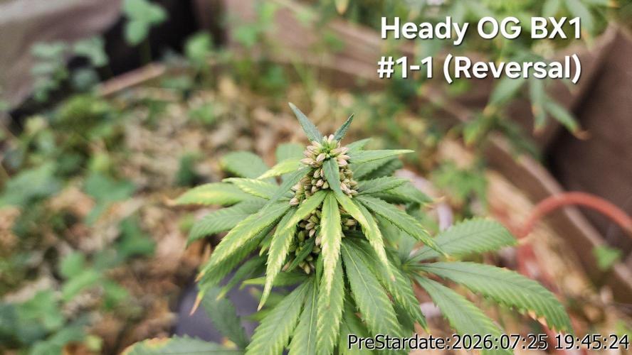 TKO x Heady OG BX1 – JLG | MDF. Week 11
