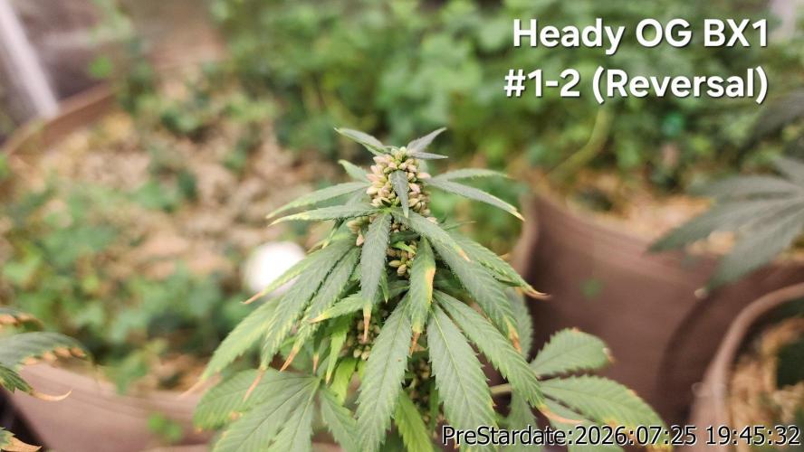 TKO x Heady OG BX1 – JLG | MDF. Week 11