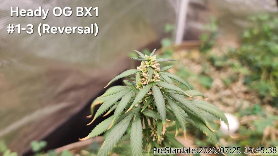 TKO x Heady OG BX1 – JLG | MDF. Week 11