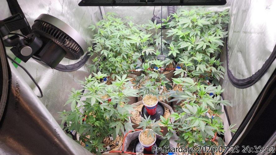 TKO x Heady OG BX1 – JLG | MDF. Week 11