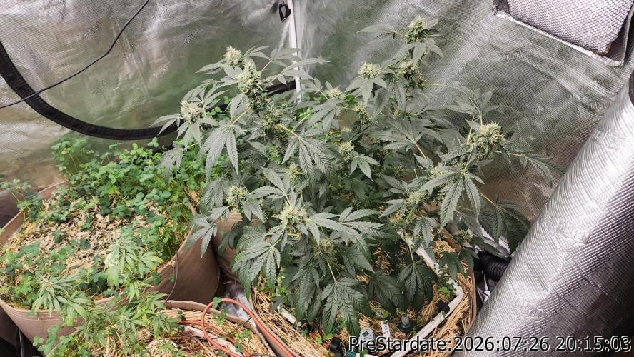 TKO x Heady OG BX1 – JLG | MDF. Week 11