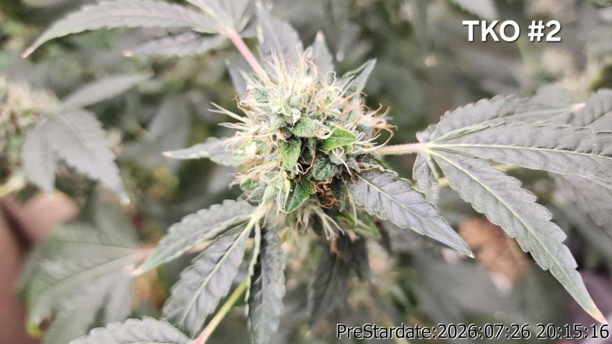 TKO x Heady OG BX1 – JLG | MDF. Week 11