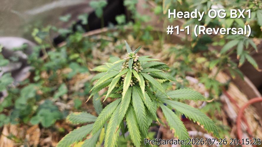 TKO x Heady OG BX1 – JLG | MDF. Week 11
