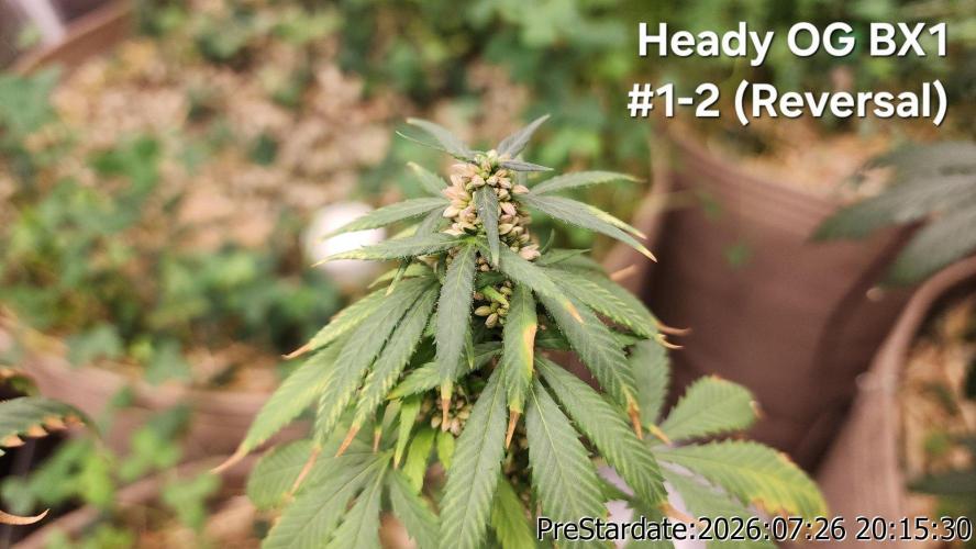 TKO x Heady OG BX1 – JLG | MDF. Week 11