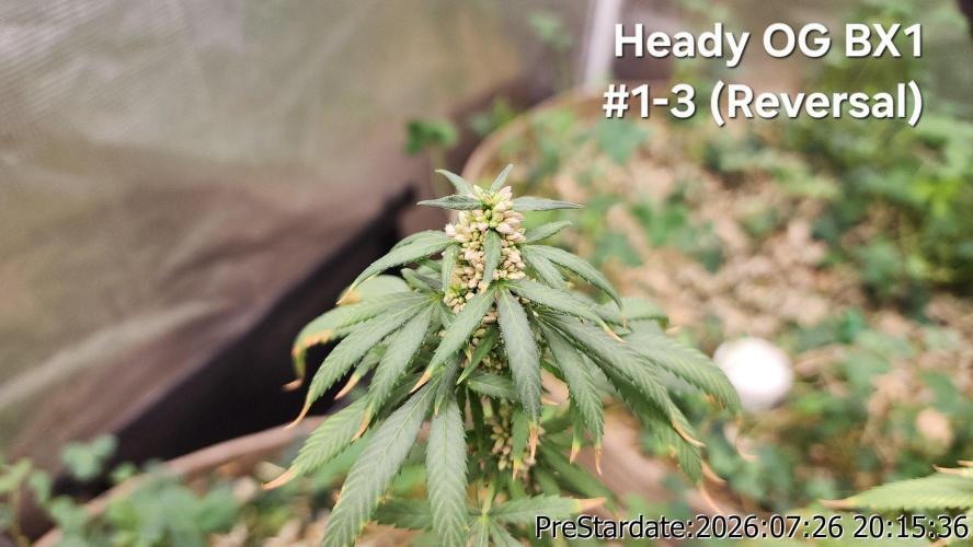 TKO x Heady OG BX1 – JLG | MDF. Week 11