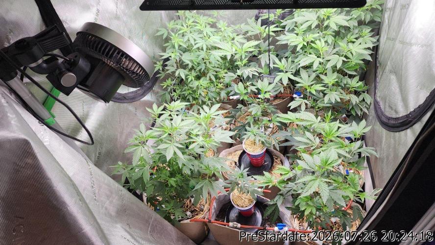 TKO x Heady OG BX1 – JLG | MDF. Week 11