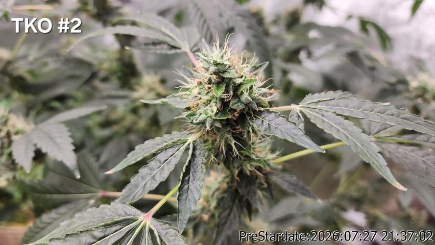 TKO x Heady OG BX1 – JLG | MDF. Week 12