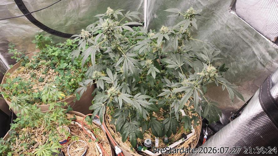 TKO x Heady OG BX1 – JLG | MDF. Week 12