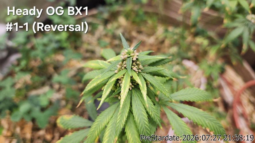 TKO x Heady OG BX1 – JLG | MDF. Week 12