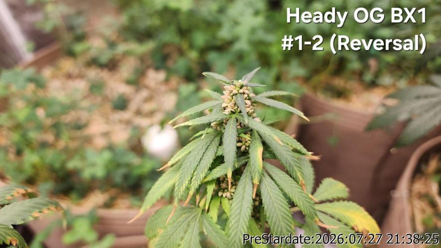 TKO x Heady OG BX1 – JLG | MDF. Week 12